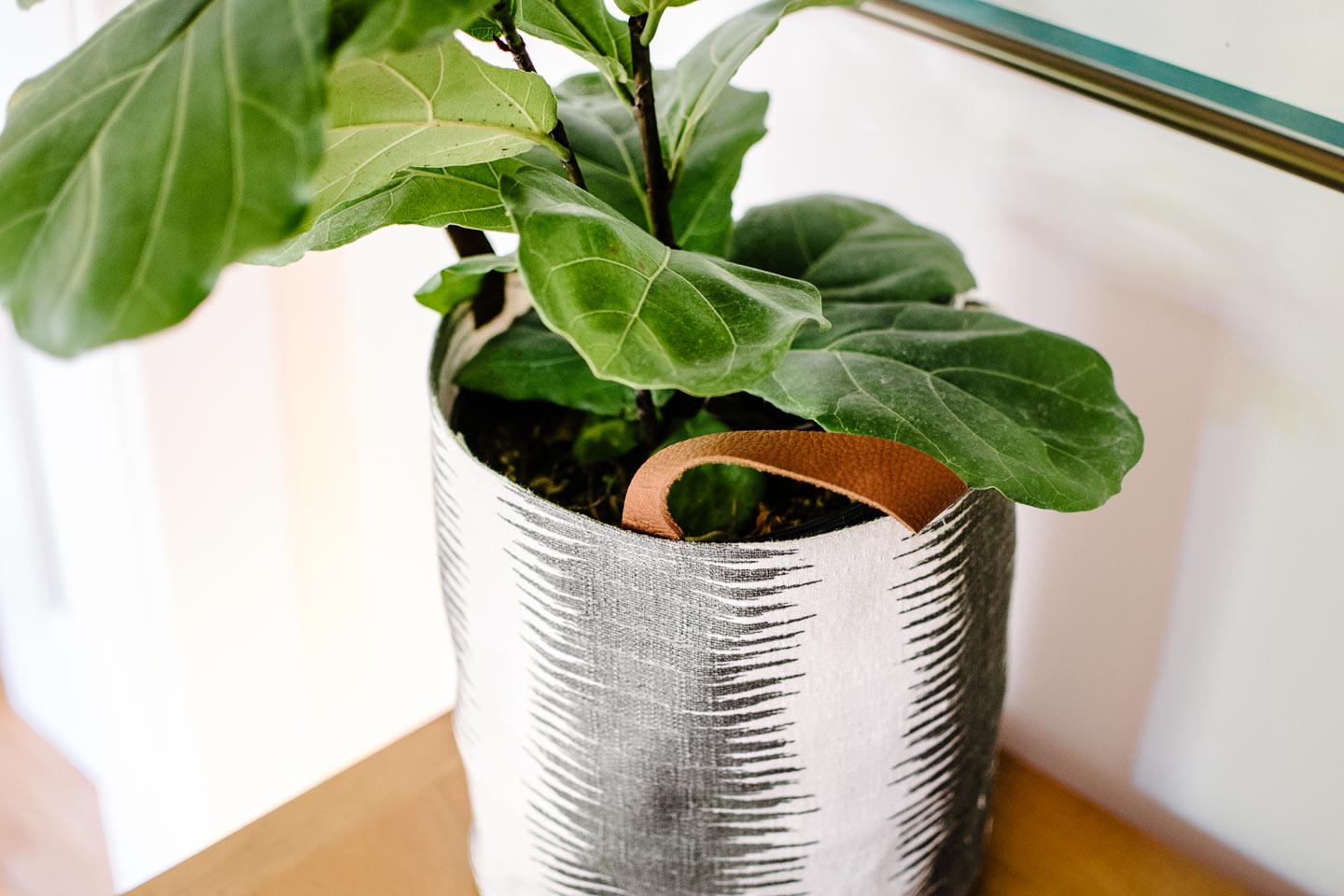 close up of our fiddle fig and diy canvas basket