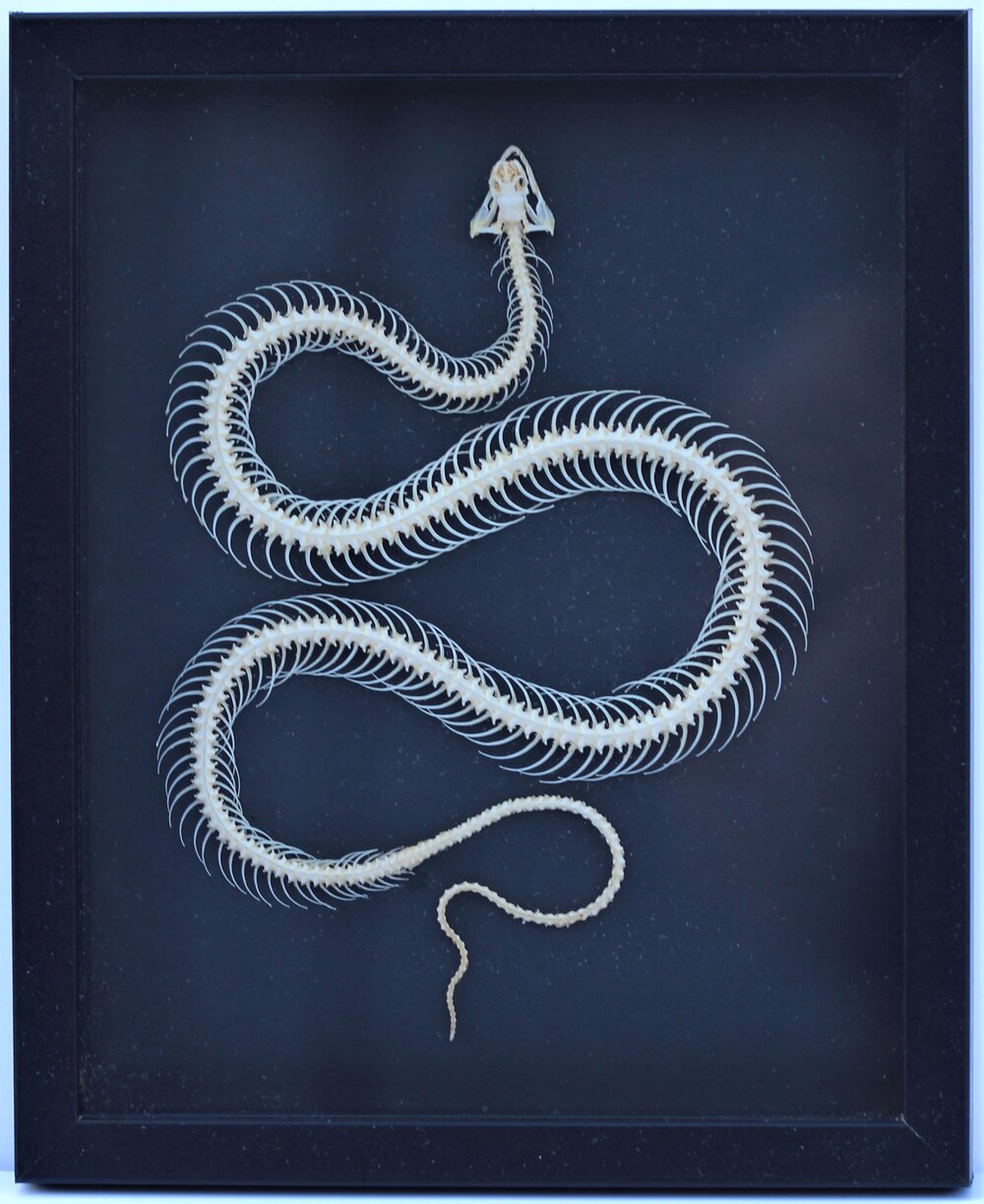 Natrix annularis Hallowell 1 Pcs Complete specimen of snake skeleton Collection 