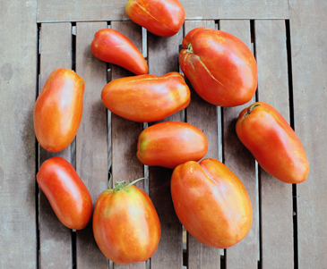 photo group of bisignano2 tomatoes