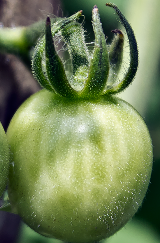 Green Wild Galápagos Tomato phot