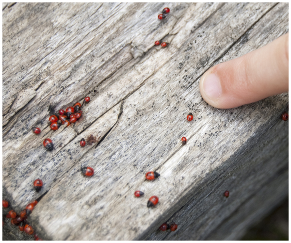 ladybugs1