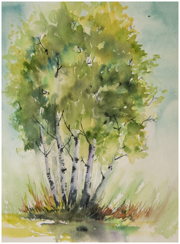 stand of birches study small | Angela Fehr watercolours