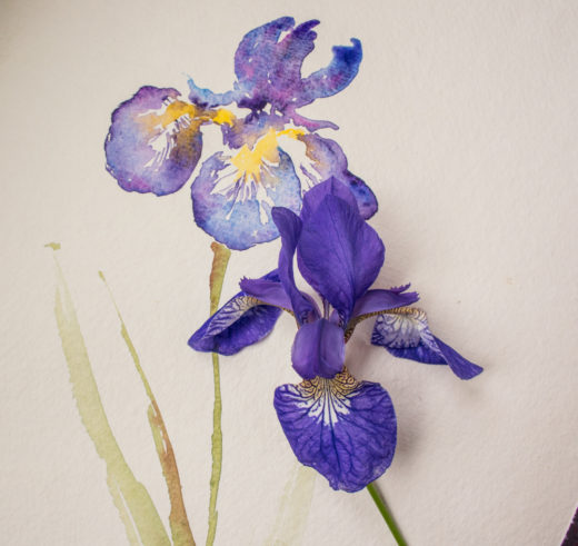 iris painting by Angela Fehr