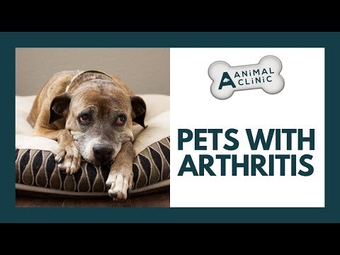 Arthritis in Dogs - A-Animal Clinic - Fort Worth, TX — A-Animal Clinic