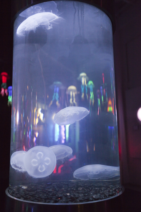 Alex Andon's pieces - real watertank with jellyfish. I took Andy's suggestion and took a picture of the luminous sculptures through the tank - Voila!