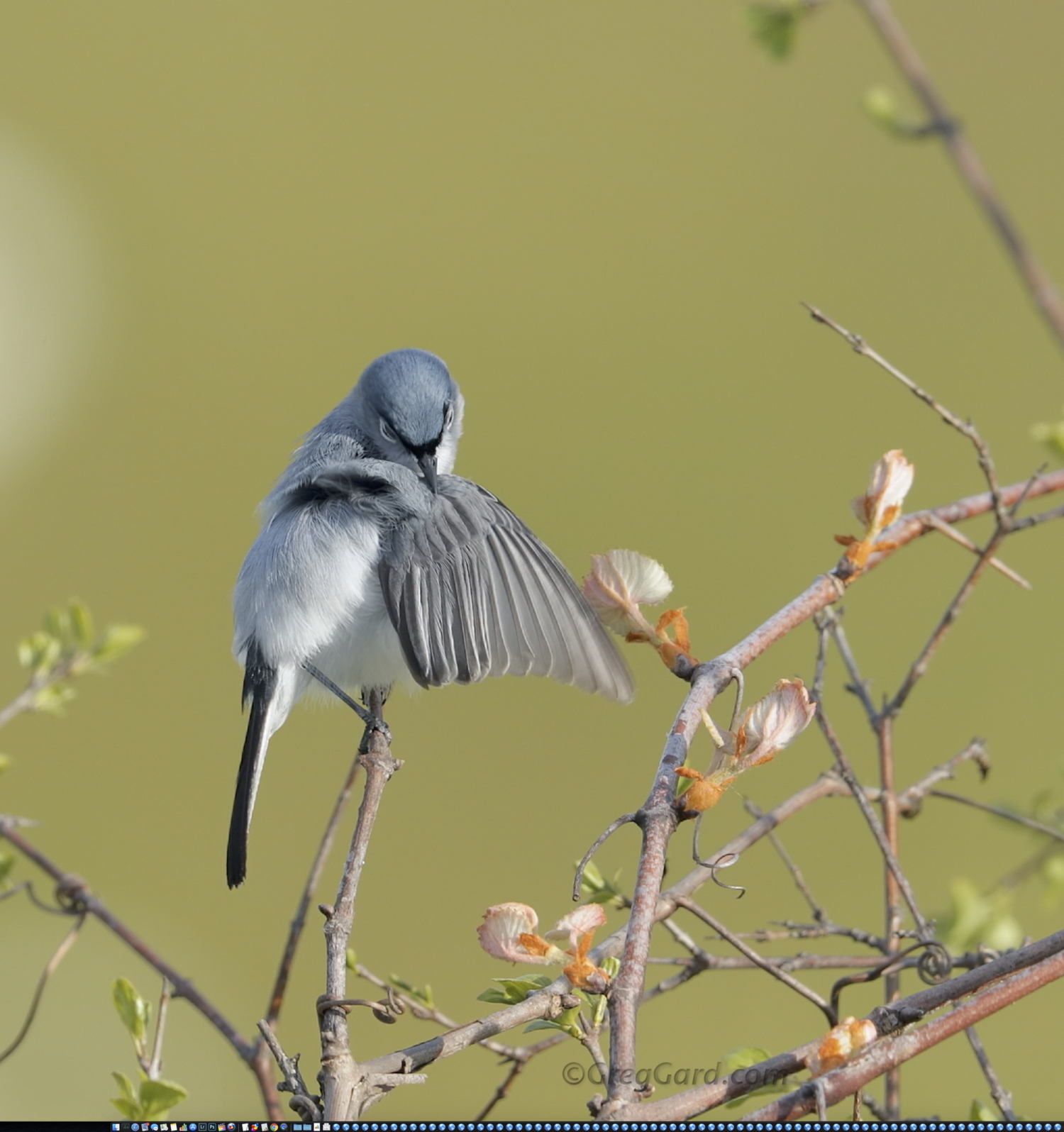 Special Issue: Spring Migration and the tiny Blue-Grey Gnatcatcher