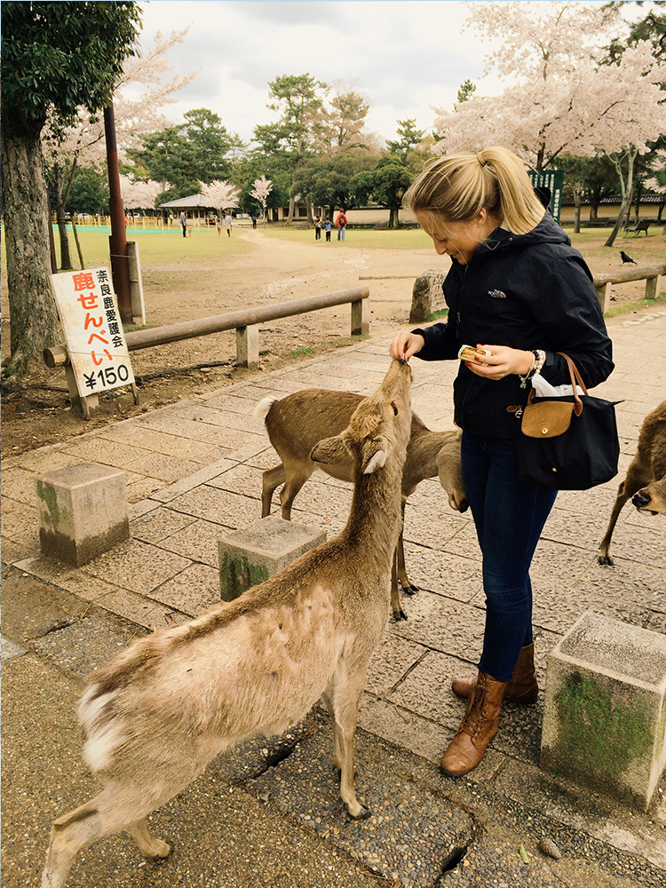 Petting Deer in Nara, Japan 