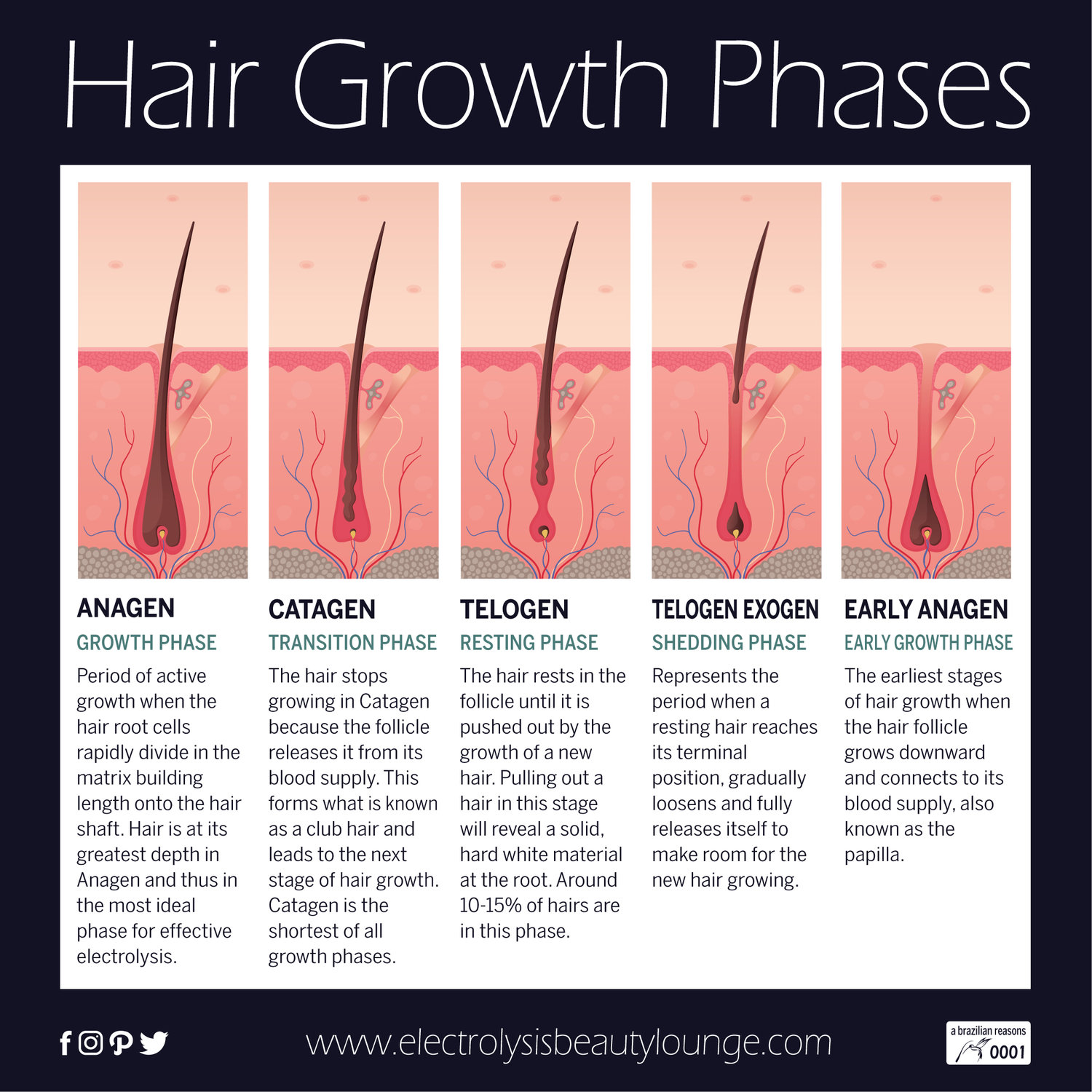 Hair Growth Phases - a brazilian reasons #0001 — Electrolysis Beauty Lounge