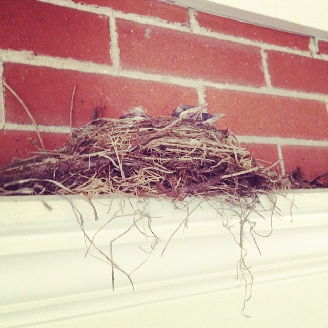 Came home from Korea with new housemates. Three baby birds with the mama and papa over our front door. Parents are working really hard to feed them.