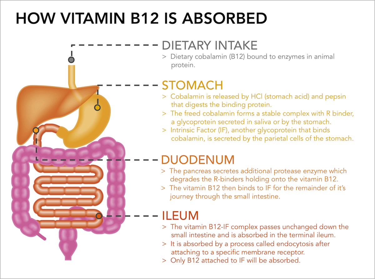 giardia and vitamin b12 deficiency
