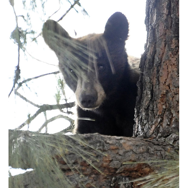 Bear in tree