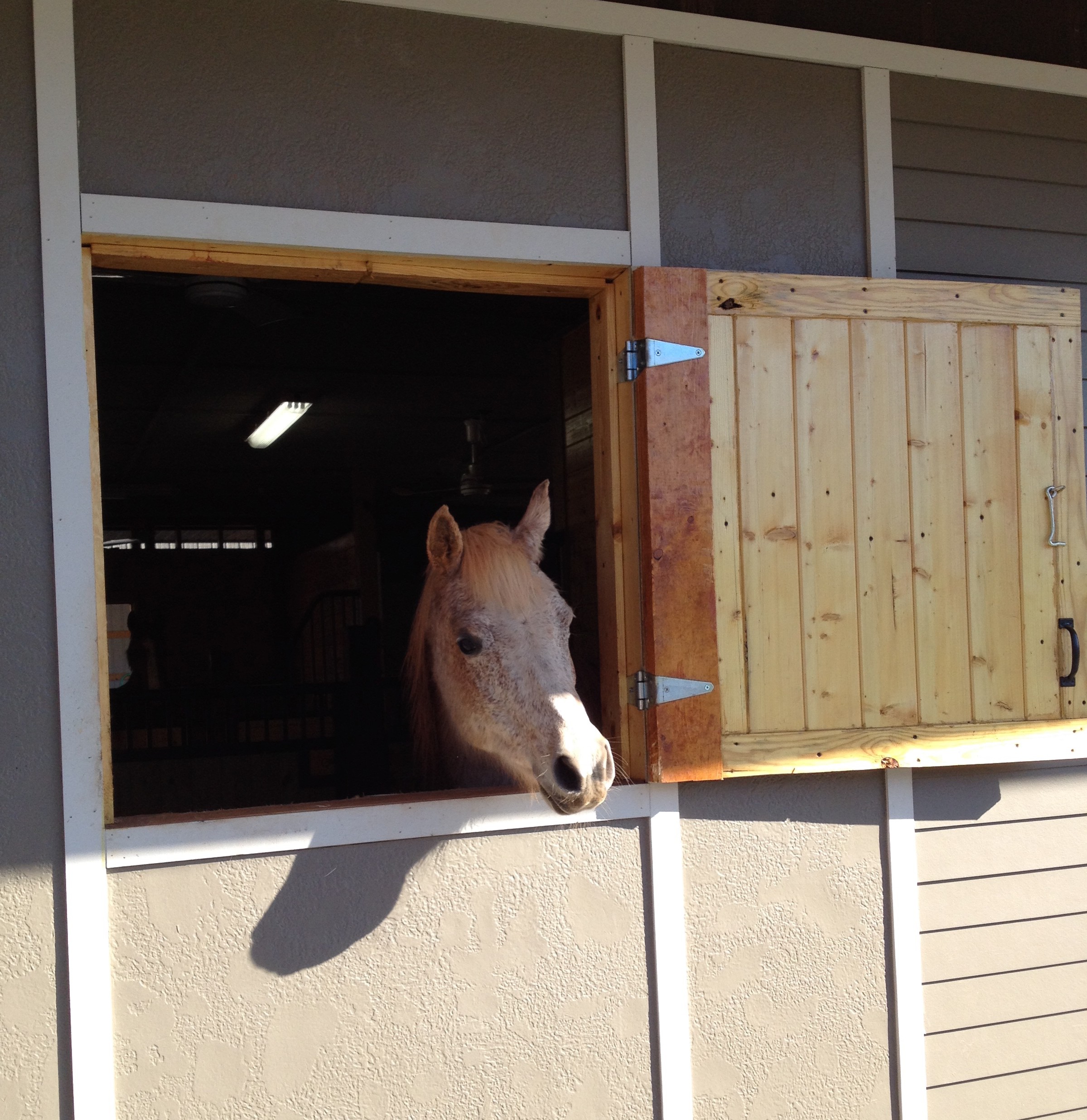 Garnet the Arabian cutie likes to greet us out here little window in the morning.  Here she is waiting for the farrier to show up while she would rather be out in the sunshine!