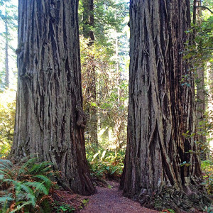Red Woods National Forest in northern California is a magical place to quietly listen to your inner wisdom.