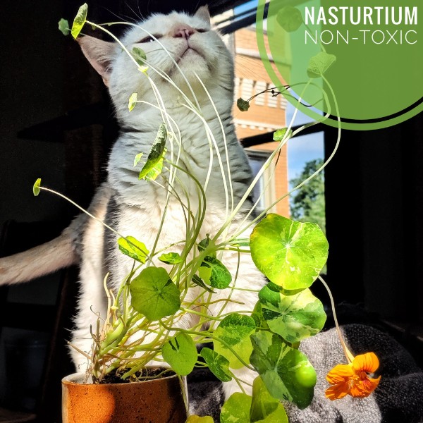 Is Nasturtium Toxic To Cats? — Cat Behavior Consultant - Feline Fab