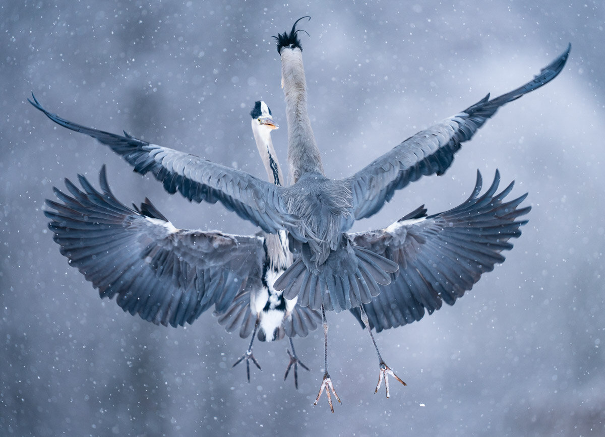 Bird Photographer of the Year - International Wildlife Photography Competition