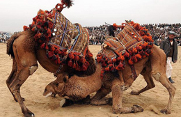 camel wrestling
