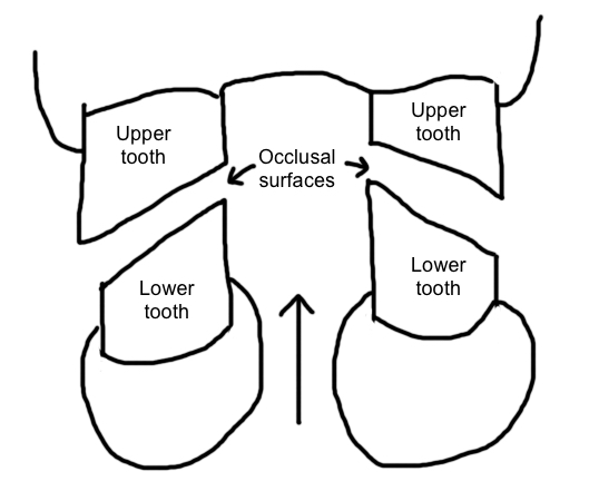 Tooth occlusion