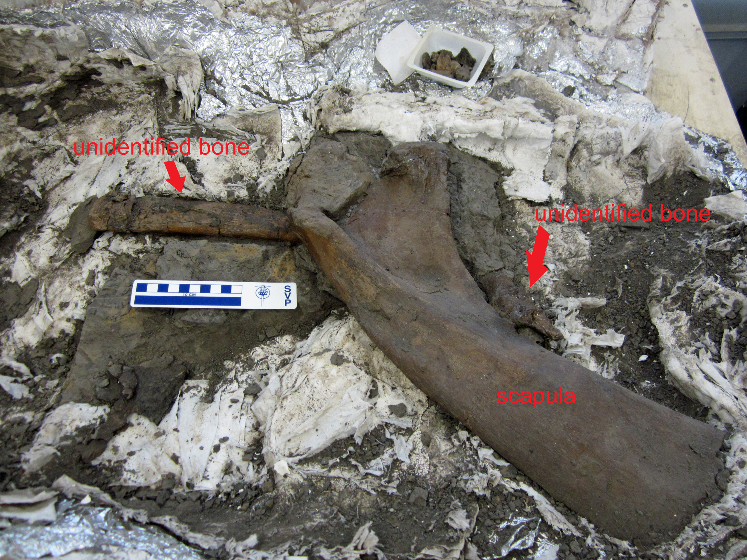 Hadro scapula and other bones