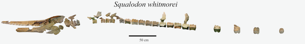 Squalodon whitmorei