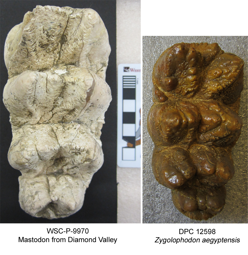 mammutids for fossil friday