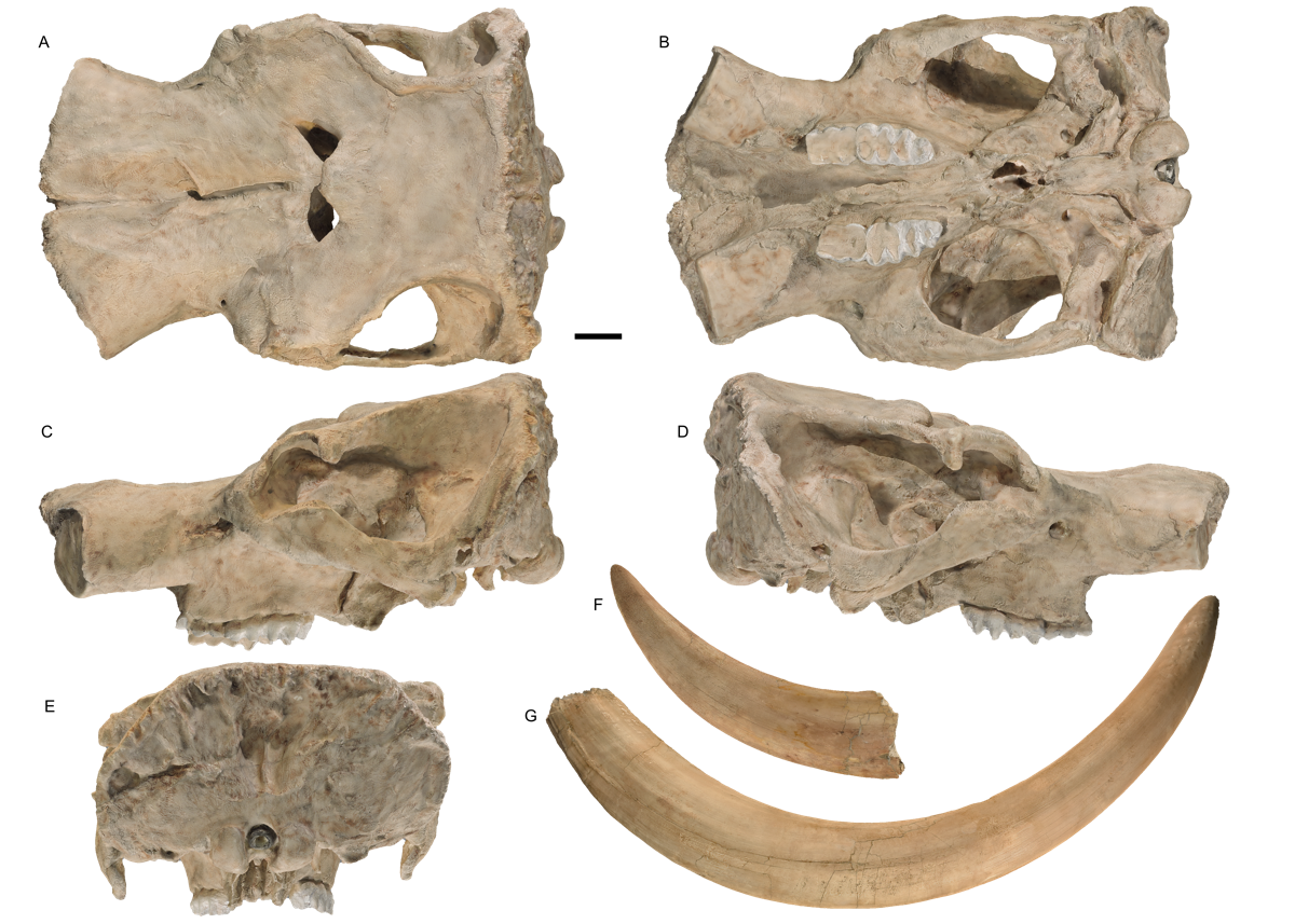 Fig 1 WSC18743 cranium