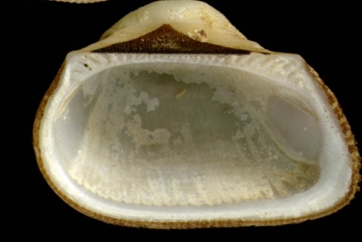 32184_striarca-lactea-linnaeus-1758-shell-from-calahonda-southern-spain-actual-size-10-and-11-5-mm