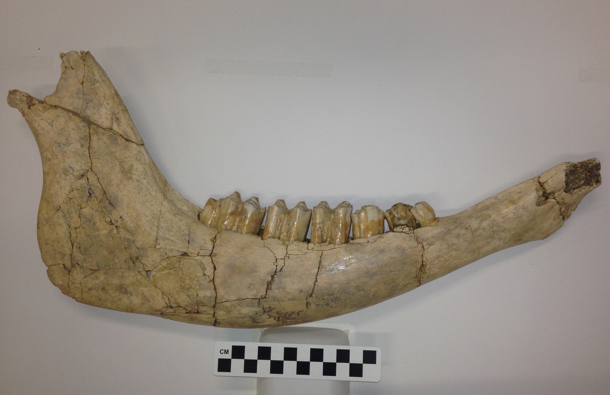 Fossil Friday - bison lower jaw — Western Science Center