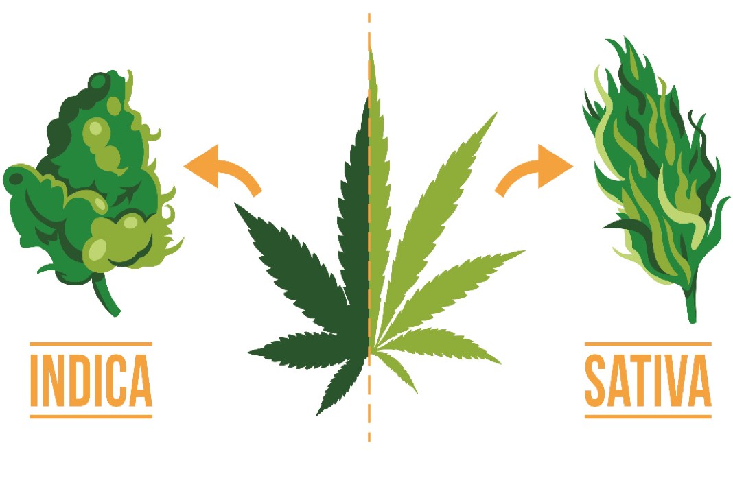 Cannabis indica vs cannabis sativa