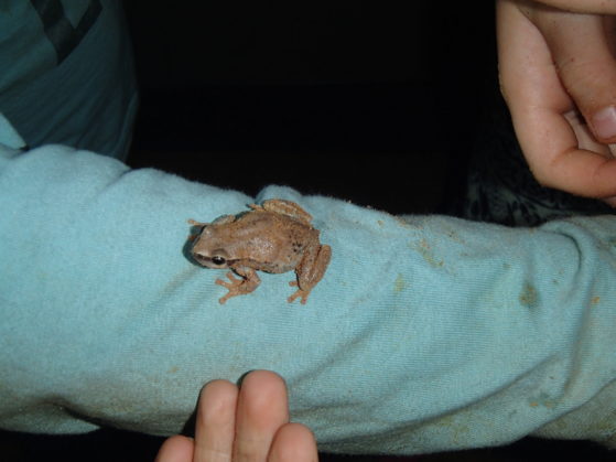 Holiday activities: Frog catching after the rain