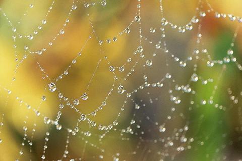 spiderweb-rain001