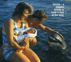 Gentle – a dolphin comes to have a look at the baby