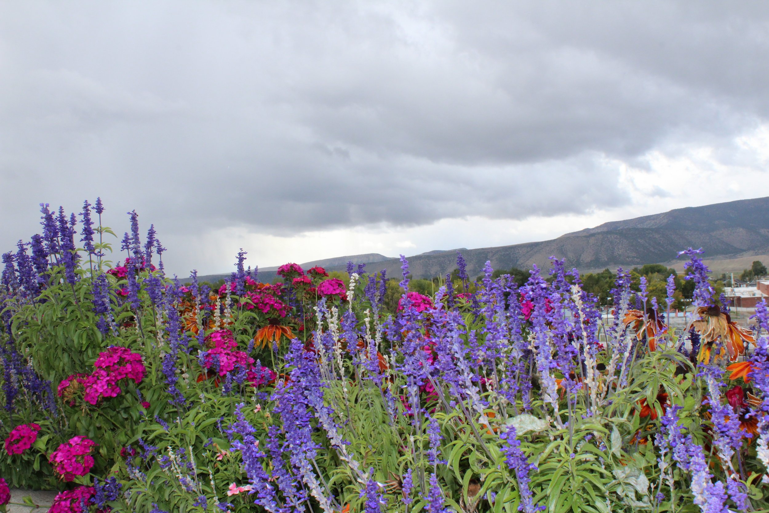 flowers and grey clouds