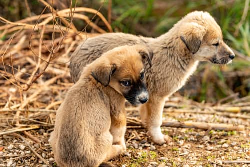 Training Livestock Guardian Dogs The Ultimate Guide For Love Of Livestock,Boneless Short Ribs Slow Cooker