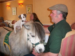 More pictures from the Pony visit at Tregolls Manor Care Home, Truro, Cornwall
