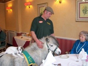 More pictures from the Pony visit at Tregolls Manor Care Home, Truro, Cornwall