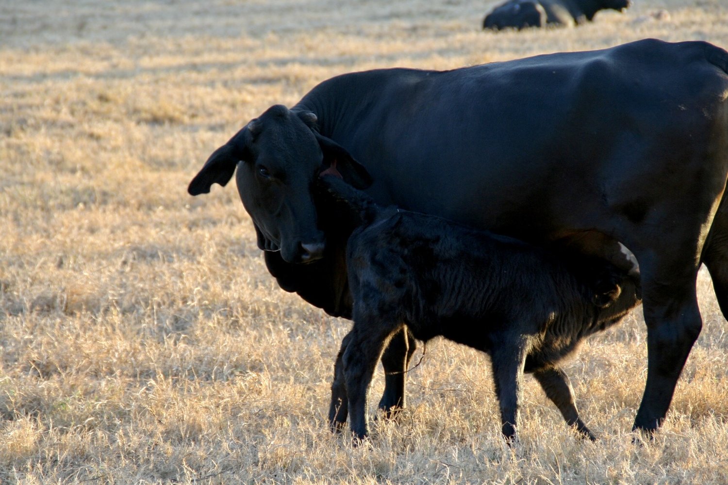 Beef Cattle Management: The Breeding Season — Riverbend Ranch