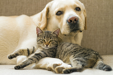 pets-and-xylitol-wp