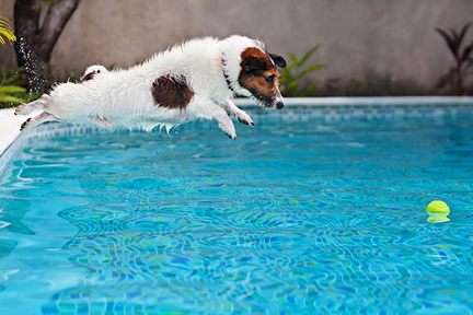 these-dogs-should-not-swim-wp