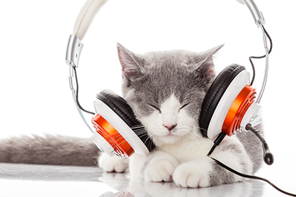cats-and-music-wp