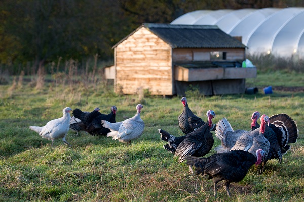 Jangan lewatkan daging kalkun organik kami di bulan November ini — Swillington Organic