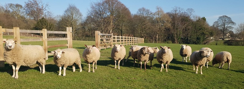 swillington-organik-pertanian-domba