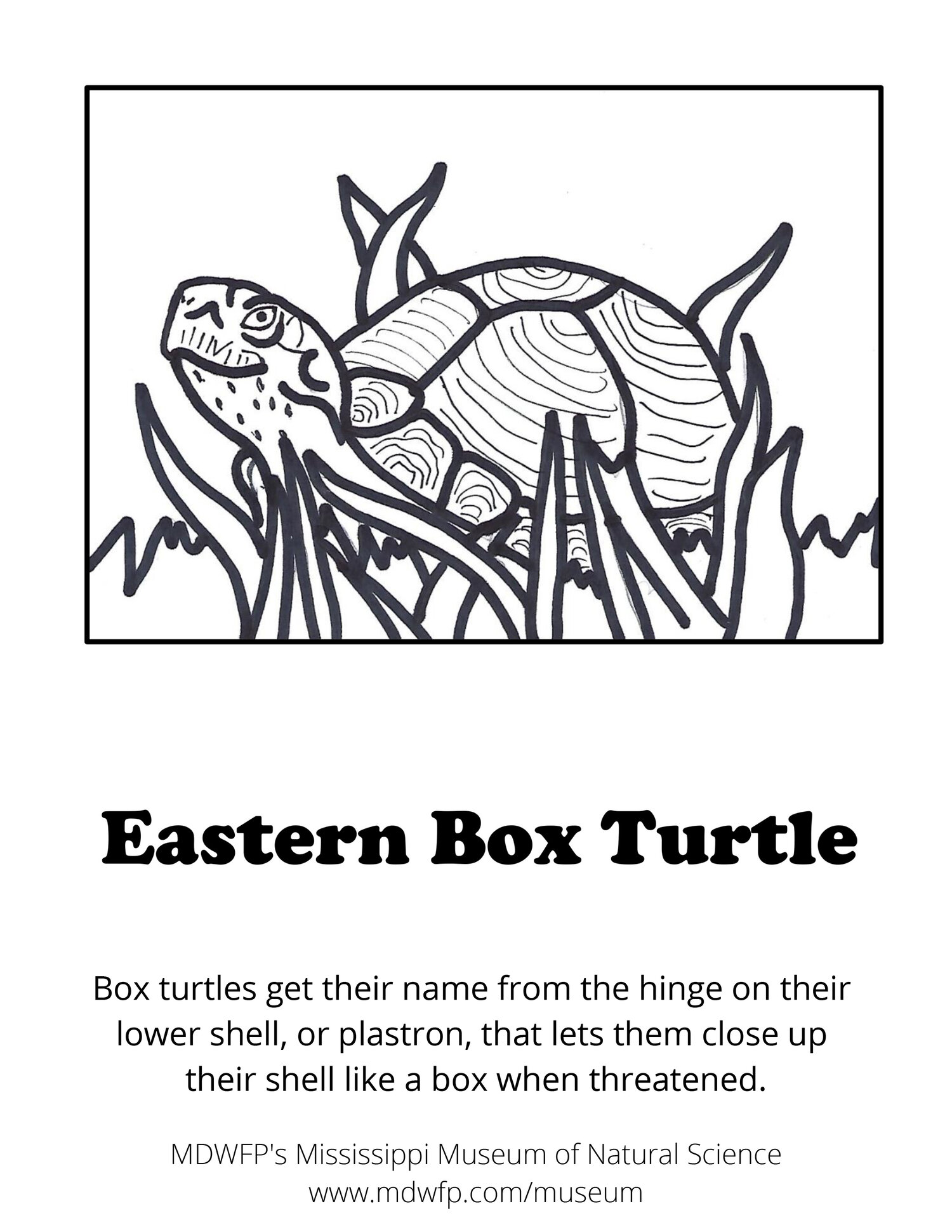 Box Turtle Coloring Sheet — Mississippi Museum of Natural Science Foundation
