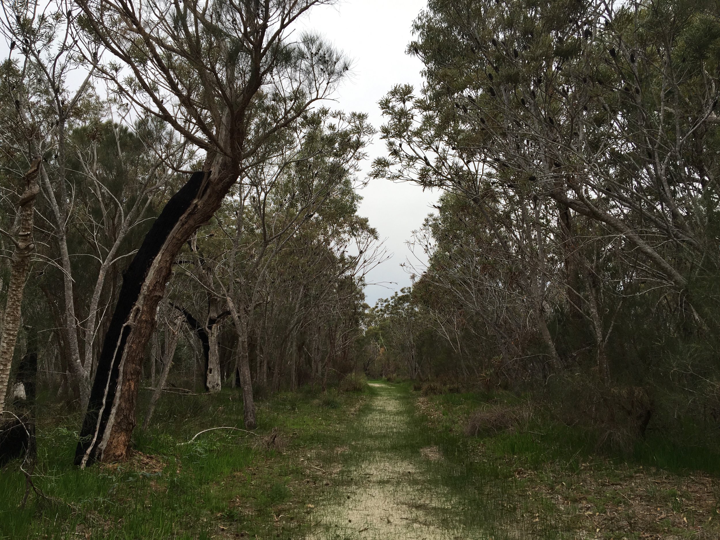 Remnant banksia woodland in Kings Park.
