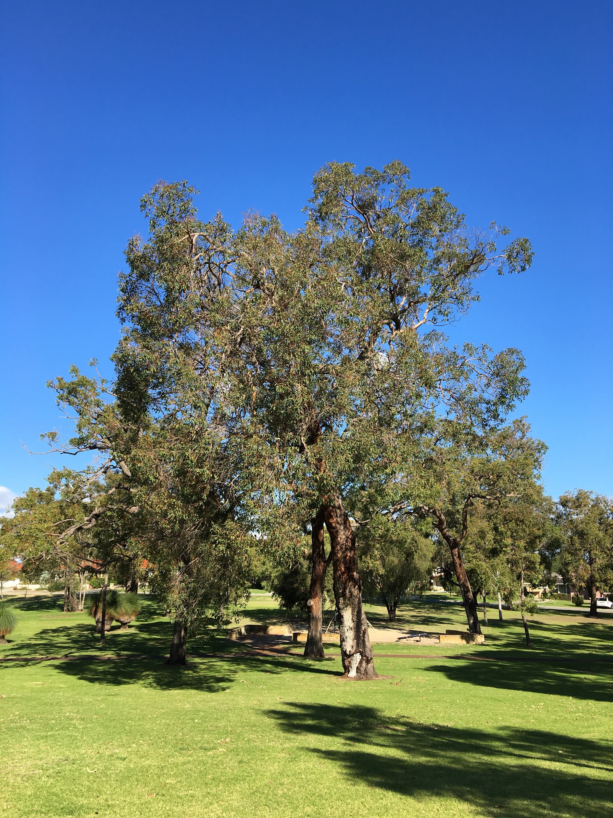 Large native trees in a small urban park.