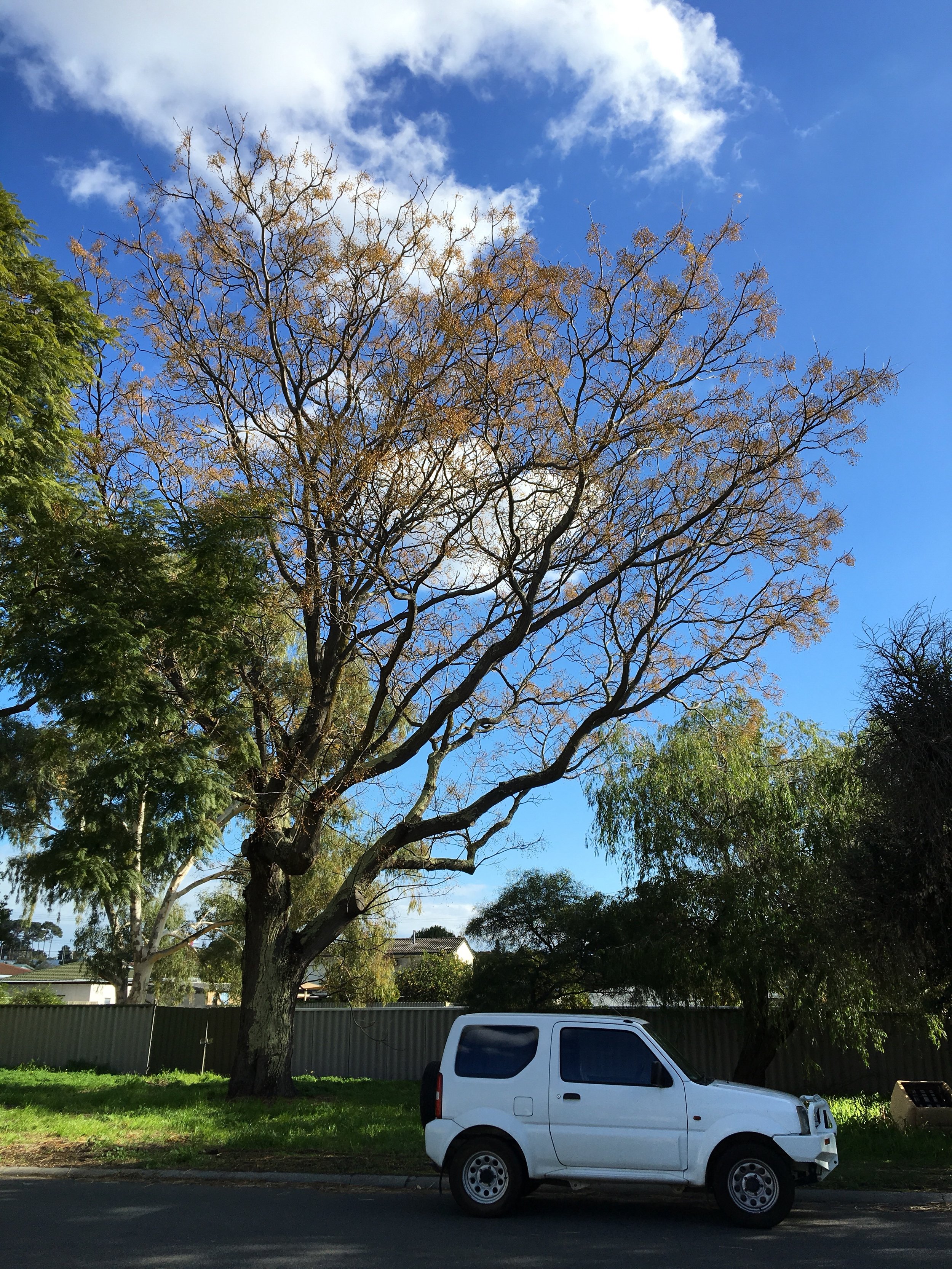 Cape lilac (Melia azedarach) tree in a backyard in Kardinya, a suburb of Perth.