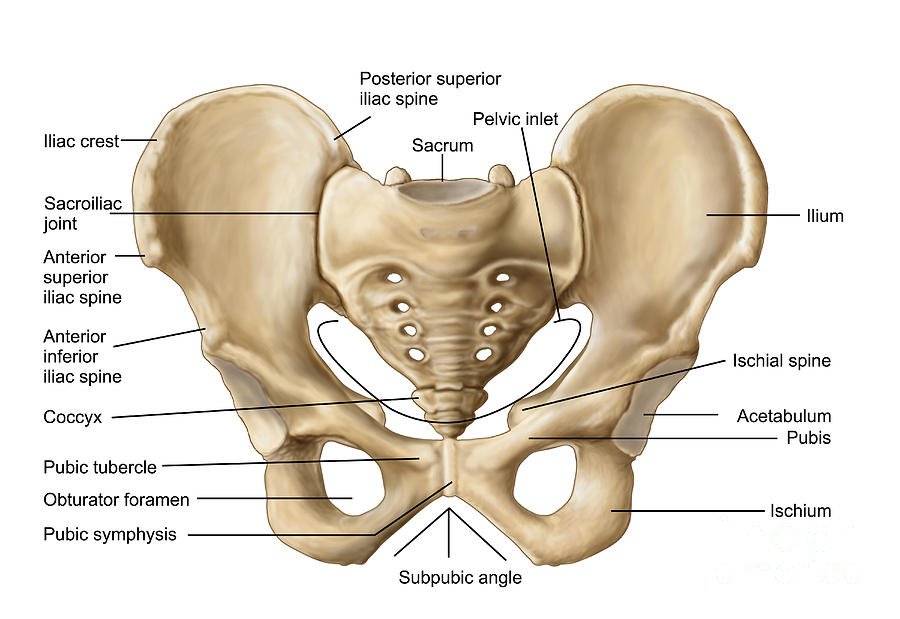 The Language of Anatomy V: The Pelvic Girdle — Tejas Yoga