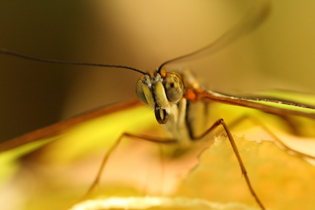 Dragonfly close-up