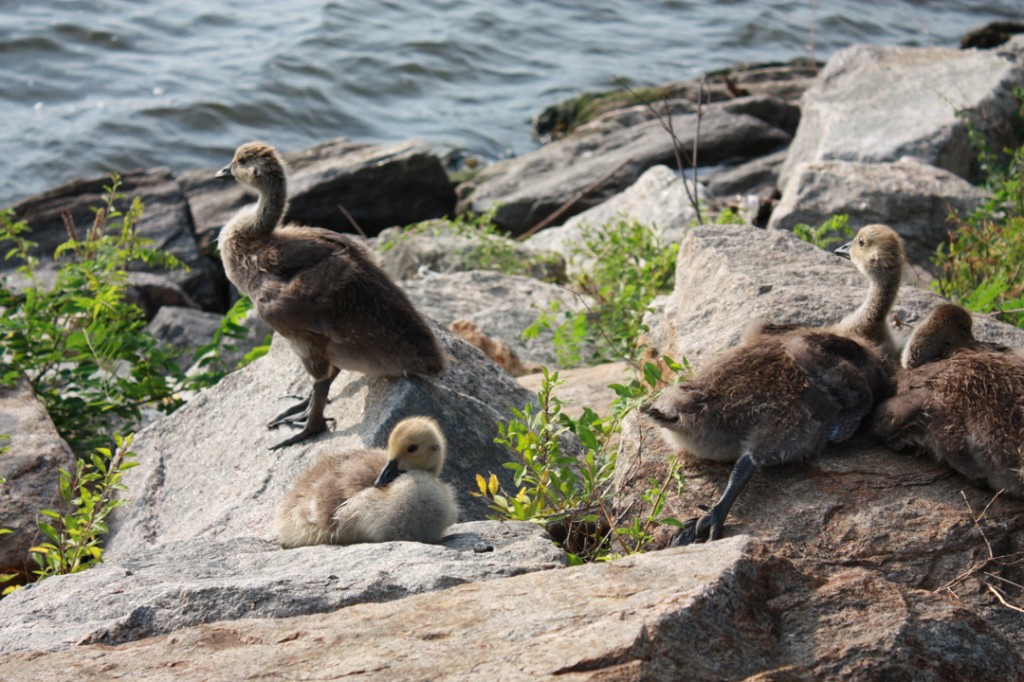baby geese