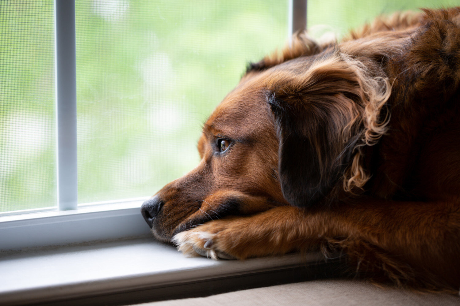 Foresee podning Snazzy Alene-hjemme-problemer hund — Dyrefryd