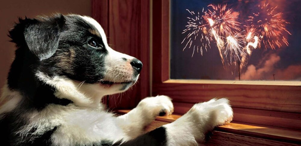 bevæge sig dommer forstyrrelse Hunde med nytårsangst — Dyrefryd